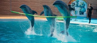 Адлерский дельфинарий «Акватория»